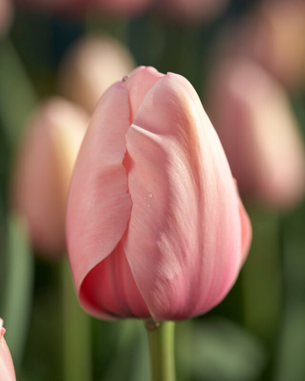 'Salmon Impression' Darwin Hybrid Tulip - Stone Hollow Farmstead