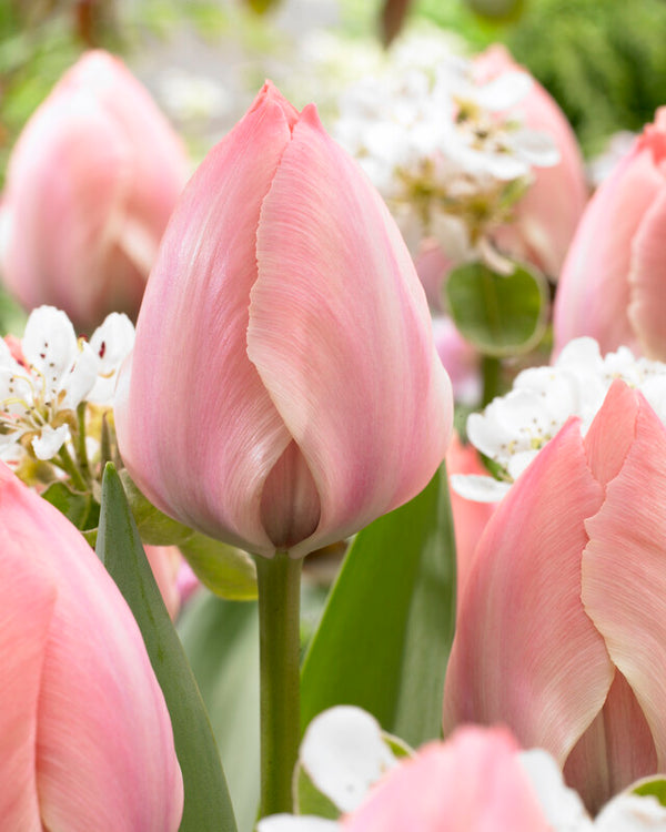 'Salmon van Eijk' Darwin Hybrid Tulip - Stone Hollow Farmstead