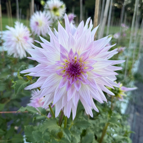 Sandia_Stargazer_1