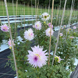 Sandia_Stargazer_2