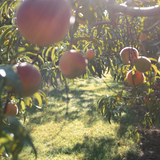 Peach Lemon Verbena Syrup - Stone Hollow Farmstead