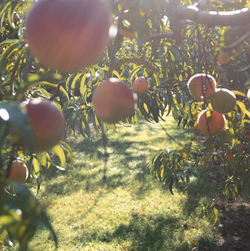 Pickled Peaches - Stone Hollow Farmstead