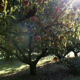 Peach Lemon Verbena Syrup - Stone Hollow Farmstead