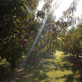 Peach Pie Filling - Stone Hollow Farmstead