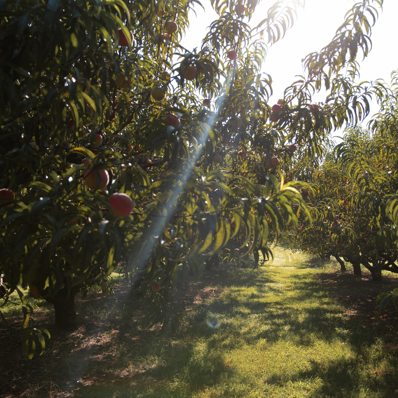 Peach Lemon Verbena Syrup - Stone Hollow Farmstead