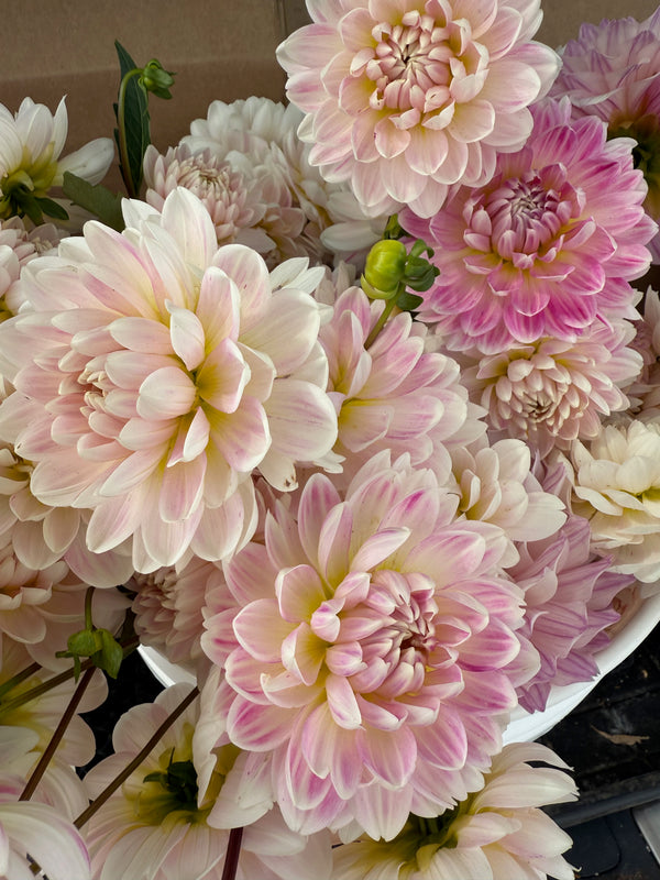 'Kelgai Ann' | Dahlia Tuber | Shipping March - April 2026 - Stone Hollow Farmstead