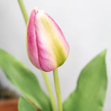 Pink & Green Dutch Tulip Bud