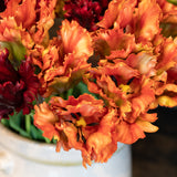 Orange & Green Parrot Tulip