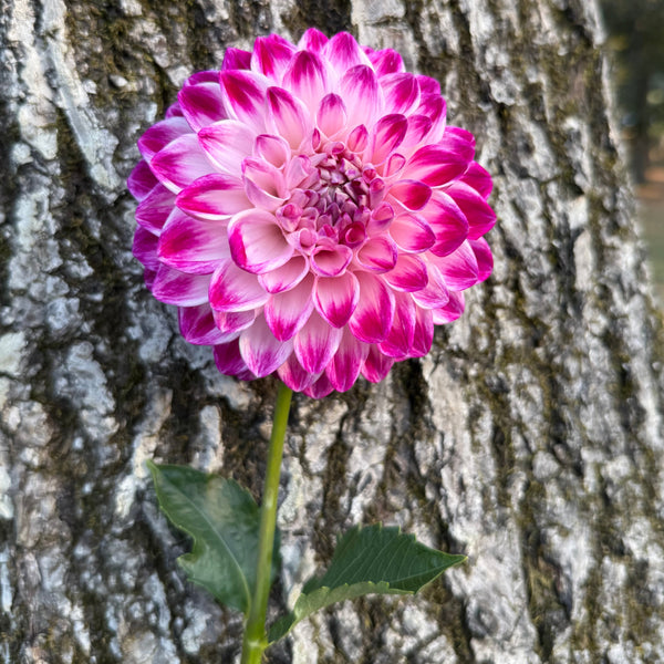'TLC Kiss' | Rooted Cutting | Shipping March - April 2026 - Stone Hollow Farmstead