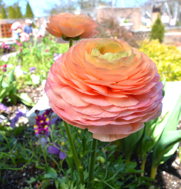 Jumbo 'Salmon' Persian Buttercup Ranunculus - Stone Hollow Farmstead
