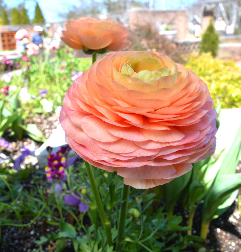 Jumbo 'Salmon' Persian Buttercup Ranunculus - Stone Hollow Farmstead