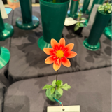 u2 fire dahlia 