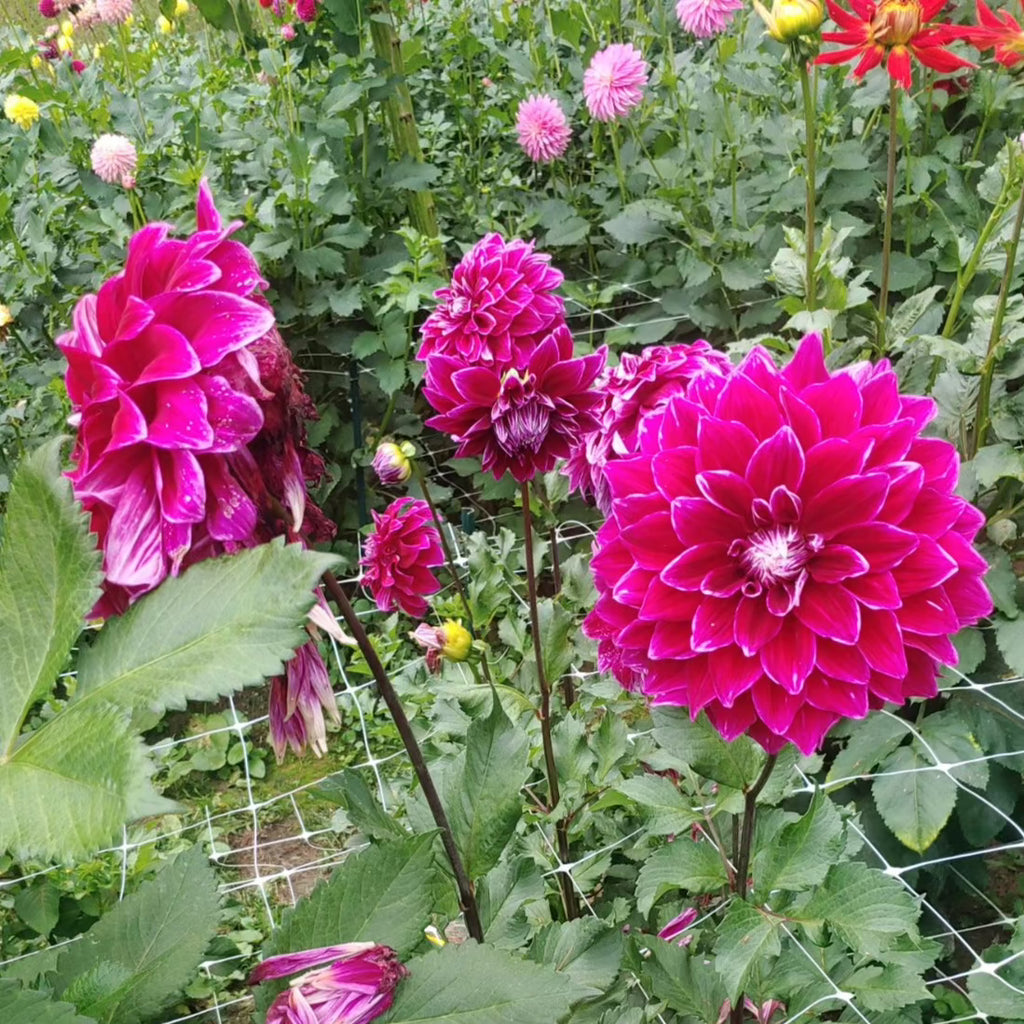 Ｄahlia☆様 Dahlia x hybrida Sincerity