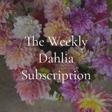 The Weekly Dahlia Subscription
