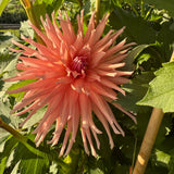 'Wyn's King Salmon' | Dahlia Tuber | Shipping March - April 2026 - Stone Hollow Farmstead
