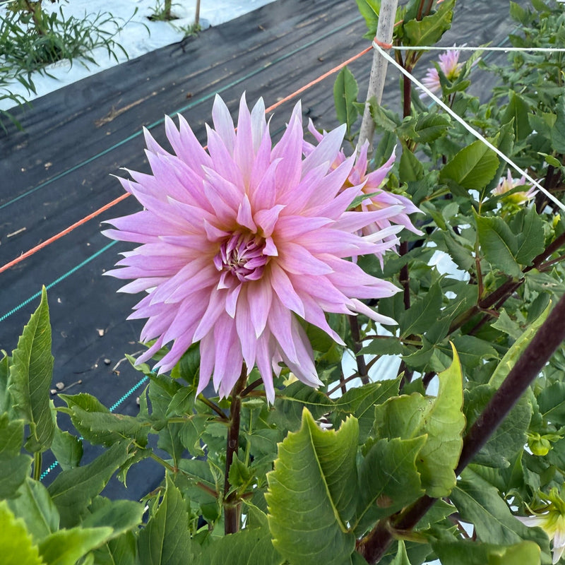 Wyn_s_Mauve_Mist