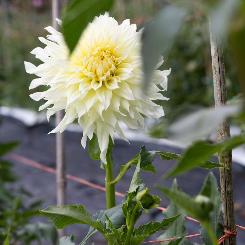 'Wyn's Farmer John' | Rooted Cutting | Shipping March - April 2026