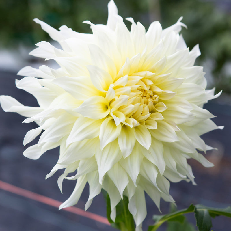 'Wyn's Farmer John' | Rooted Cutting | Shipping March - April 2026