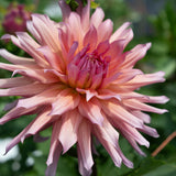 'Wyn's King Salmon' | Dahlia Tuber | Shipping March - April 2026
