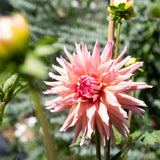'Wyn's King Salmon' | Dahlia Tuber | Shipping March - April 2026