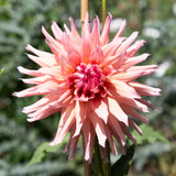 'Wyn's King Salmon' | Dahlia Tuber | Shipping March - April 2026