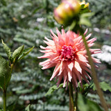 'Wyn's King Salmon' | Dahlia Tuber | Shipping March - April 2026