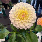 'Baron Dalton' | Dahlia Rooted Cutting