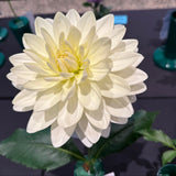 'Cameo' | Dahlia Rooted Cutting