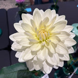 'Cameo' | Dahlia Rooted Cutting