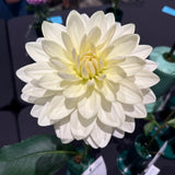 'Cameo' | Dahlia Rooted Cutting