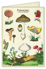 Vintage Stationary | Foraging Notecards - Stone Hollow Farmstead