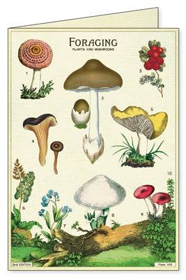 Vintage Stationary | Foraging Notecards - Stone Hollow Farmstead