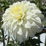'Center Court' | Dahlia Tuber
