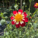 'Creekside Michael' | Dahlia Tuber