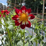 'Creekside Michael' | Dahlia Tuber