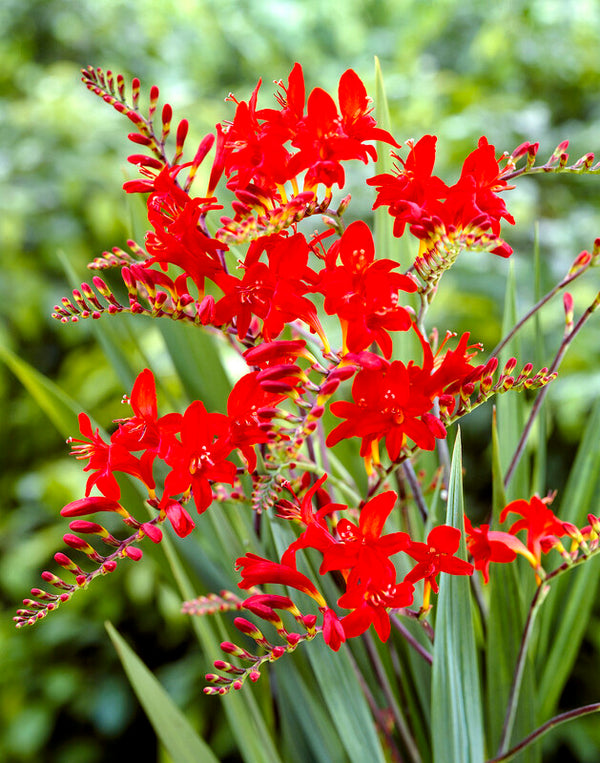 'Lucifer' Crocosmia - Stone Hollow Farmstead