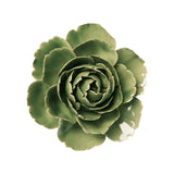 Jade Green English Rose Ceramic Wall Flower front view at Stone Hollow Farmstead