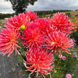 'Hollyhill Augustina' | Rooted Cutting | Shipping March - April 2026