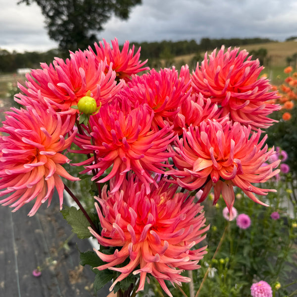 'Hollyhill Augustina' | Rooted Cutting | Shipping March - April 2026