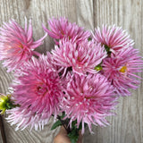 'Hollyhill Cotton Candy'  | Rooted Cutting | Shipping March - April 2026