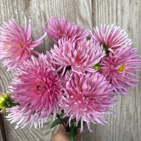 'Hollyhill Cotton Candy'  | Rooted Cutting | Shipping March - April 2026