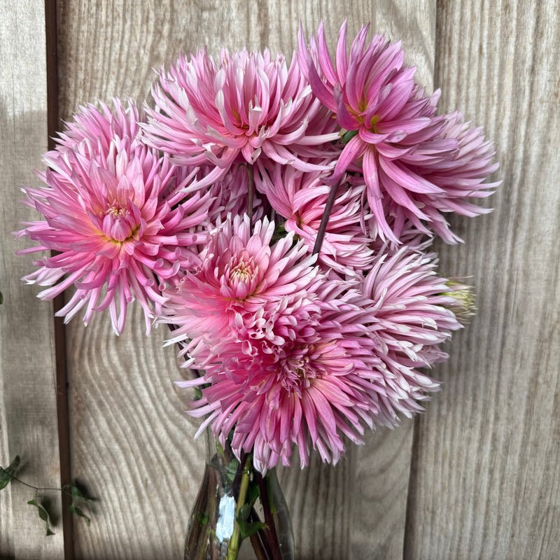 'Hollyhill Cotton Candy'  | Rooted Cutting | Shipping March - April 2026