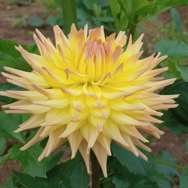 'HS Ken' | Dahlia Tuber | Shipping March - April 2025