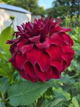 'Spartacus' | Dahlia Tuber | Shipping Spring 2024 - Stone Hollow Farmstead