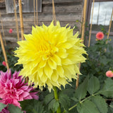 'Inland Dynasty' | Rooted Cutting | Shipping March - April 2026 - Stone Hollow Farmstead