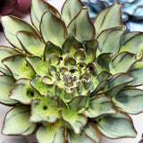 Pear Green Calico Aster Ceramic Wall Flower styled with coordinating ceramic flowers at Stone Hollow Farmstead