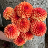 'KA's® Blood Orange' | Rooted Cuttings | Shipping March - April 2026