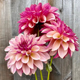 'KA's® Cafe Mauve' | Rooted Cutting | Shipping March - May 2026