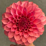 'KA's® Keltie Rose' | Rooted Cutting | Shipping March - May 2026