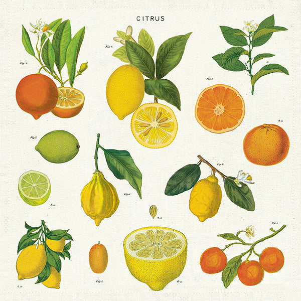Vintage Napkin | Citrus - Stone Hollow Farmstead
